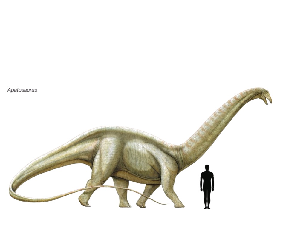 Image - Apatosaurus Size.jpeg | Dinopedia | FANDOM powered ...