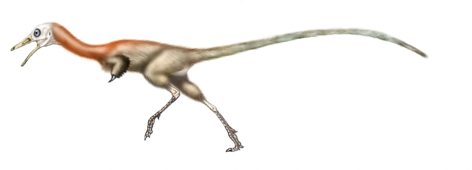 Shuvuuia Dinopedia FANDOM powered by Wikia