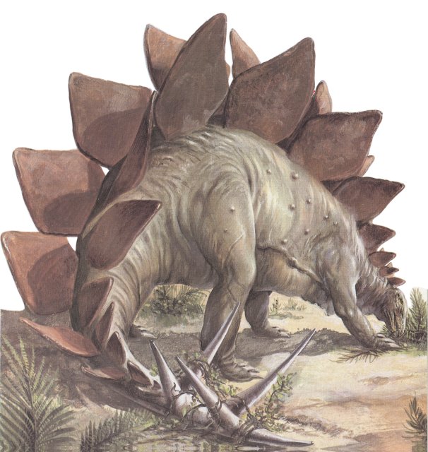 stegosaurus gallery dinopedia fandom powered by wikia