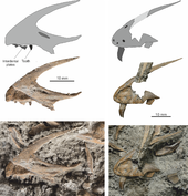 170px-Dracoraptor premaxillae