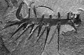 Hallucigenia