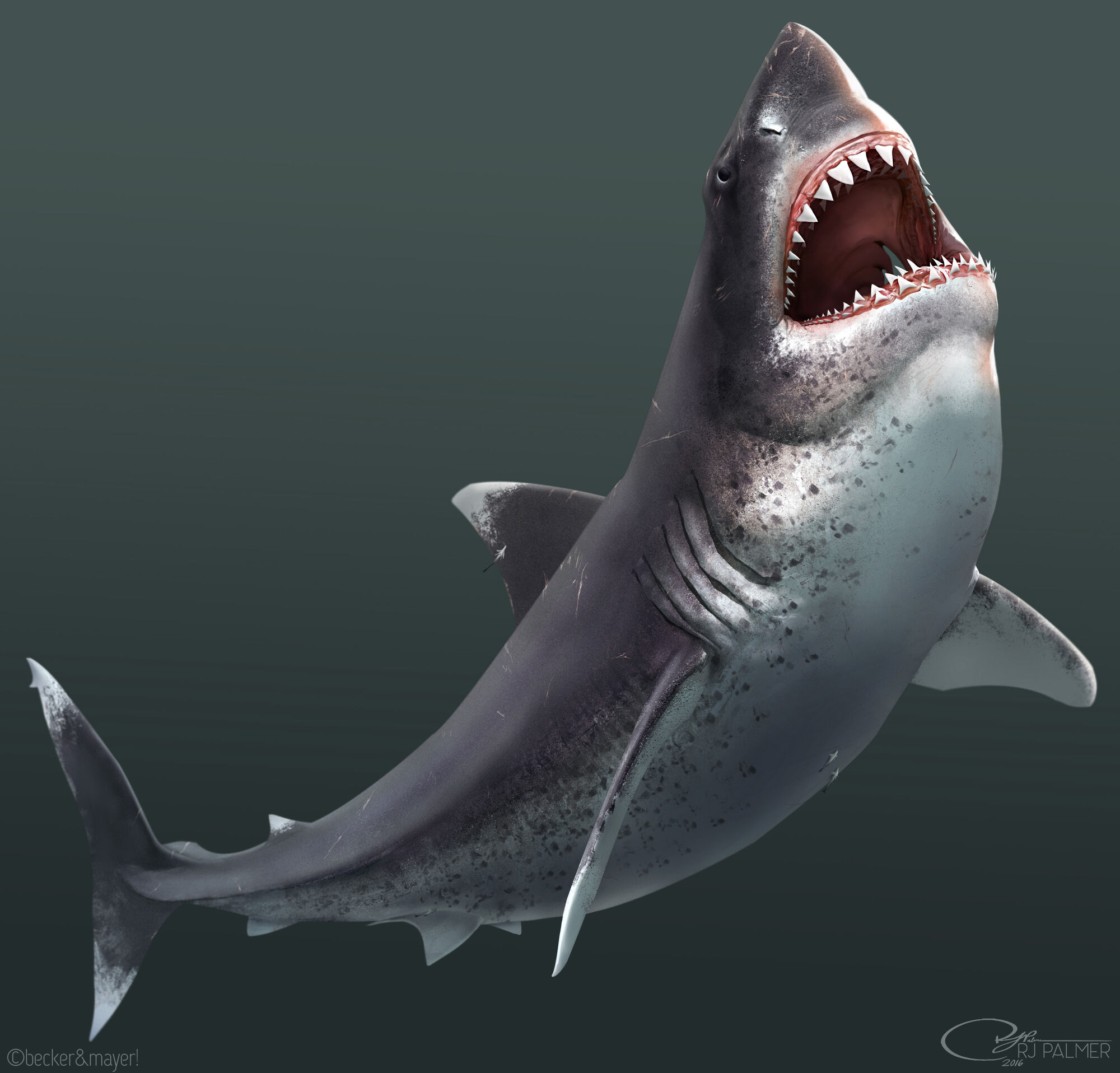 Megalodon | Dinopedia | FANDOM powered by Wikia