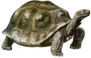 Image Testudo Atlas.jpg Dinopedia FANDOM powered by Wikia