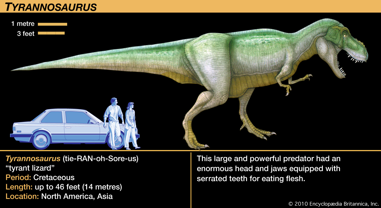 t rex dimensions