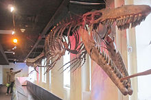 220px-JVBA Mosasaur 6-09-2010
