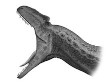 Allosaurus Jaws Steveoc86-0