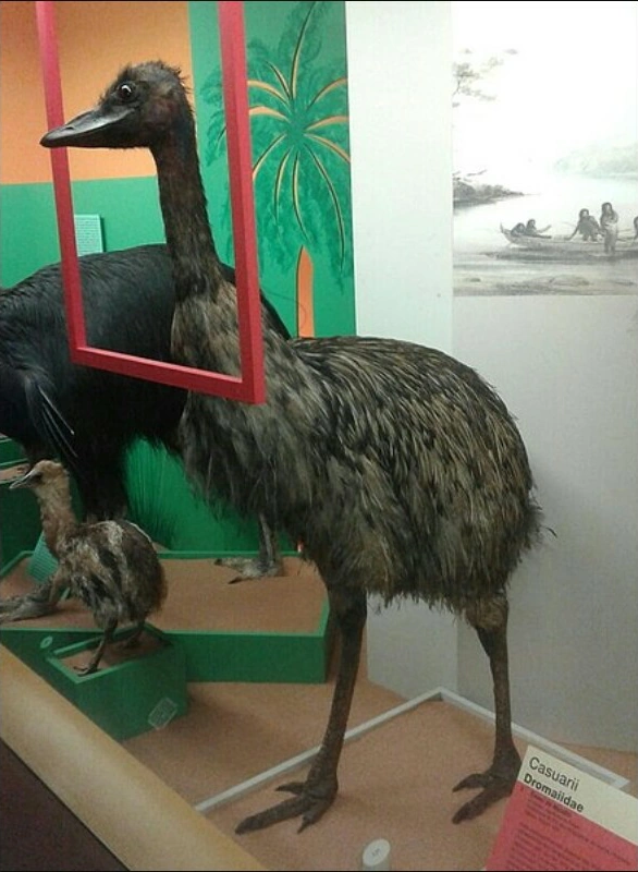 Kangaroo Island emu Dinopedia Fandom