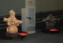 1280px-Argentinosaurus and Puertasaurus vertebrae