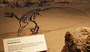 250px-Ornitholestes mount at Royal Tyrrell Museum