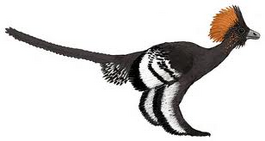 Anchiornis awesome