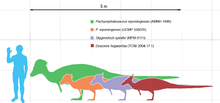 220px-Pachycephalosaurus scale