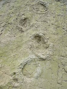 220px-Sauropodtrack-barkhausen