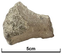 Screenshot 2018-12-01 anoplosaurus - Google Search(1)