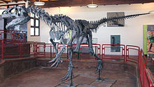 Allosaurus atrox Cleveland-Lloyd Quarry