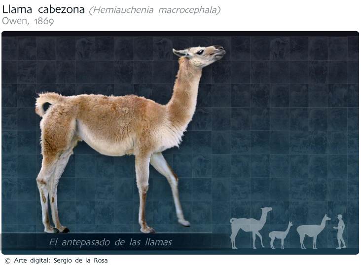 Hemiauchenia Dinopedia FANDOM powered by Wikia