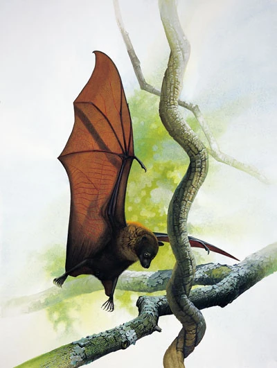Guam Flying Fox Dinopedia FANDOM Powered By Wikia