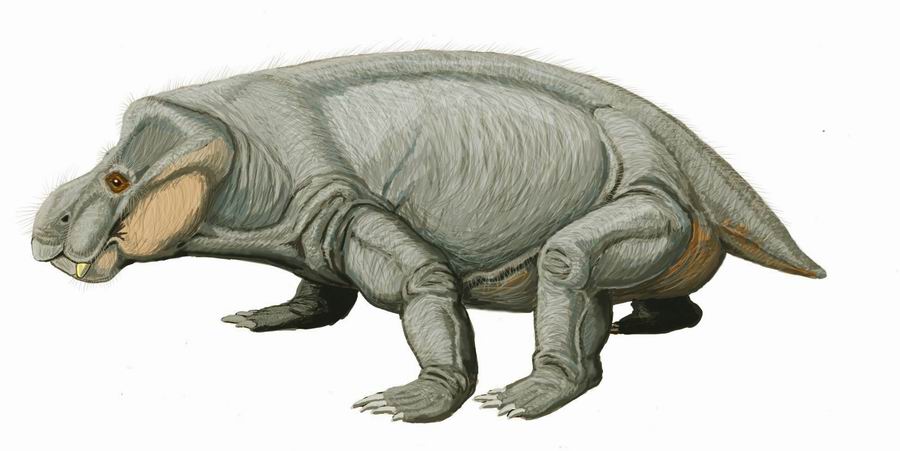 Artist rendering of the dicynodont Kannemeyeria latifrons. Large green stocky body with a robust head and stumplike canine teeth emerging from the mouth. Creature has a sprawling gait and short tail.
