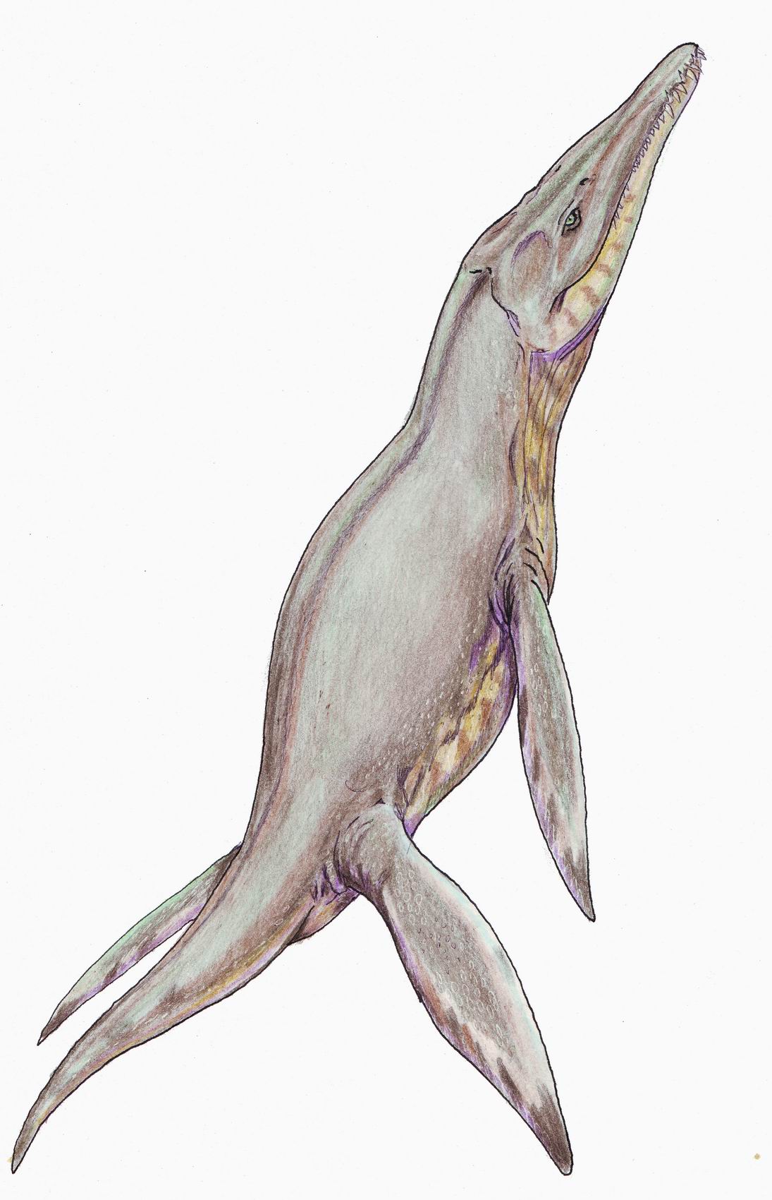 Pliosaurus/Gallery | Dinopedia | FANDOM powered by Wikia