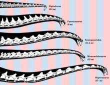 220px-Sauropod neck reconstructions