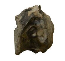 Apatodonbone