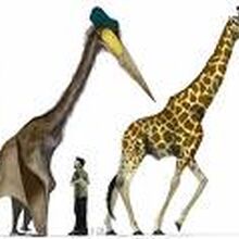 Quetzalcoatlus Dinopedia Fandom