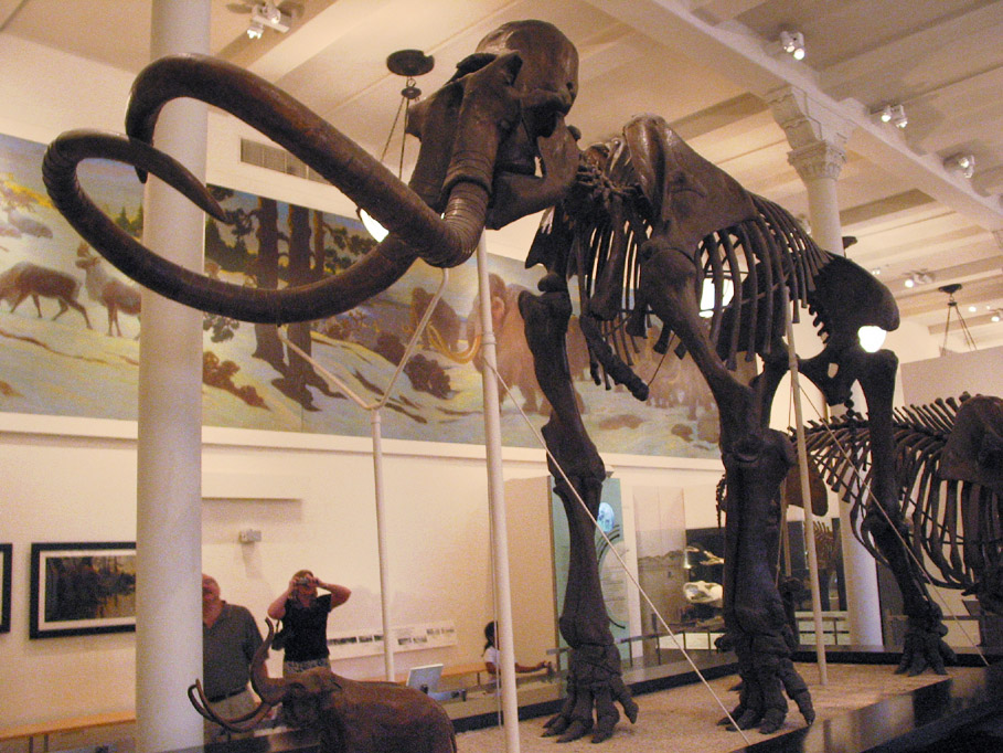 Woolly mammoth | Dinopedia | FANDOM powered by Wikia