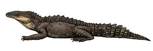 Sebecus