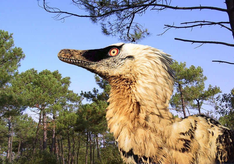 velociraptor had feathers