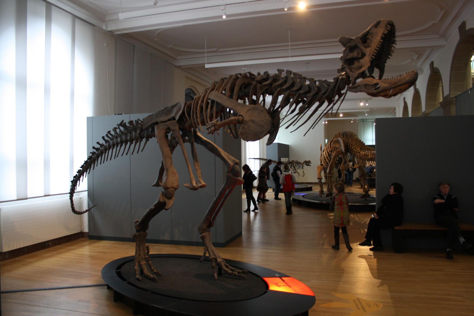 carnotaurus fossil for sale