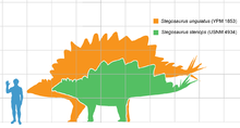 Stegosaurus armatus scale