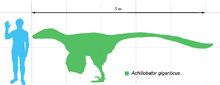 220px-Achillobator scale