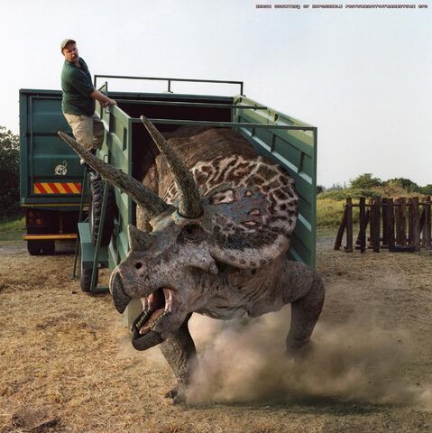 single horned triceratops