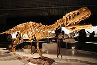 250px-Aucasaurus