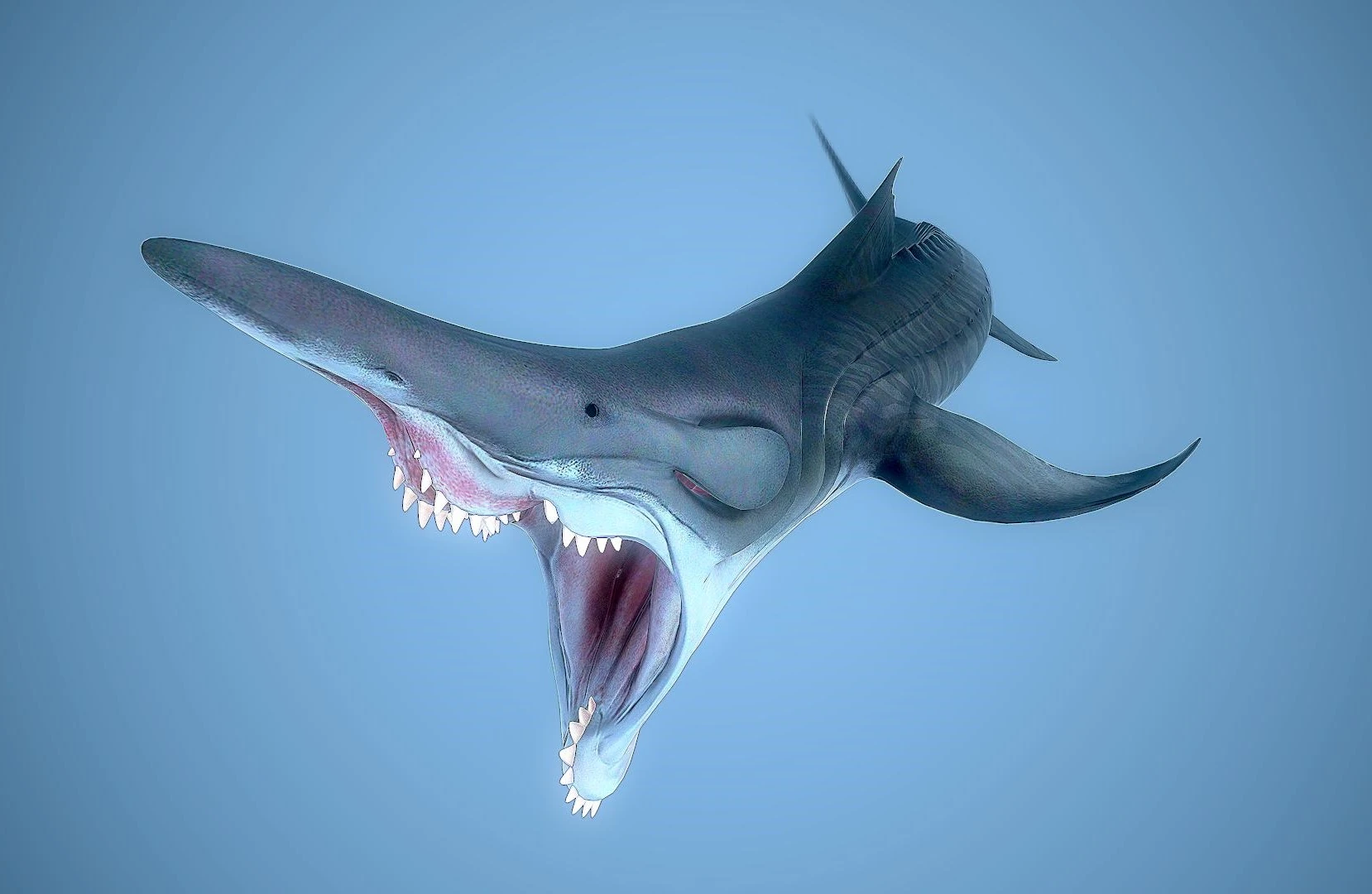 Parahelicoprion Dinopedia FANDOM powered by Wikia