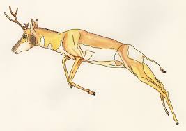Ramoceros