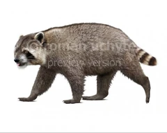 Chapalmalania Dinopedia FANDOM powered by Wikia