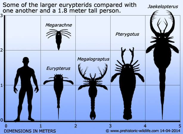 https://vignette.wikia.nocookie.net/dinosaurs/images/b/b9/Large-eurypterid-size-comparison.jpg/revision/latest?cb=20190421021602