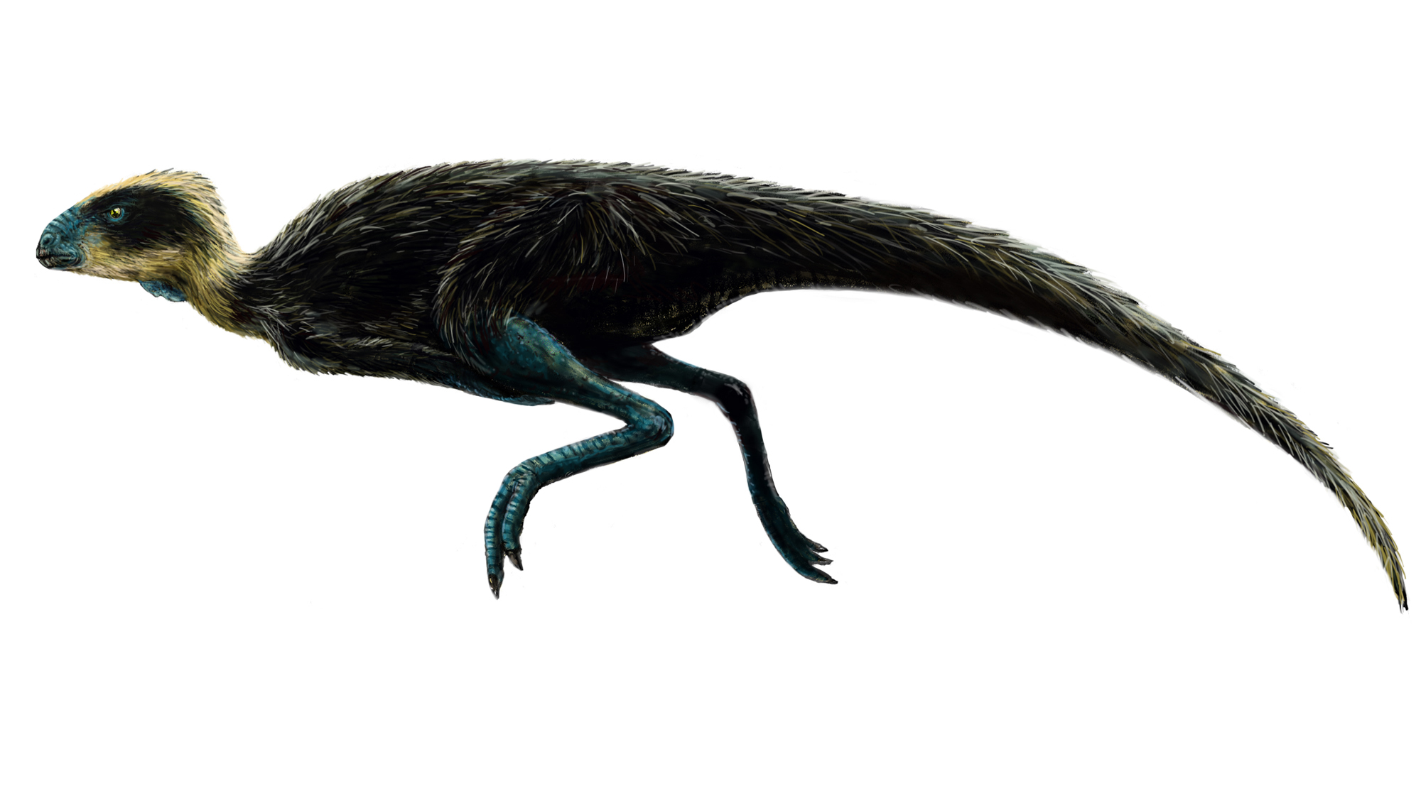 Image result for Pisanosaurus
