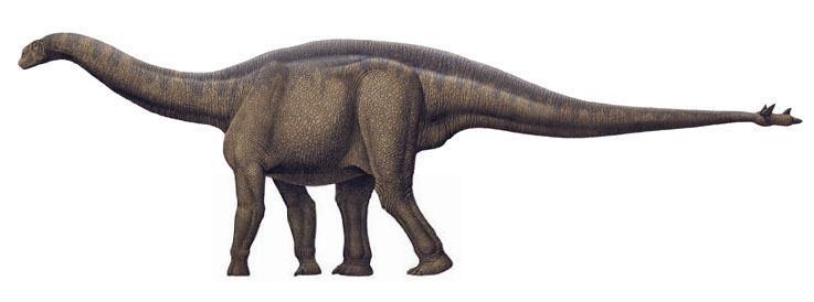 shunosaurus