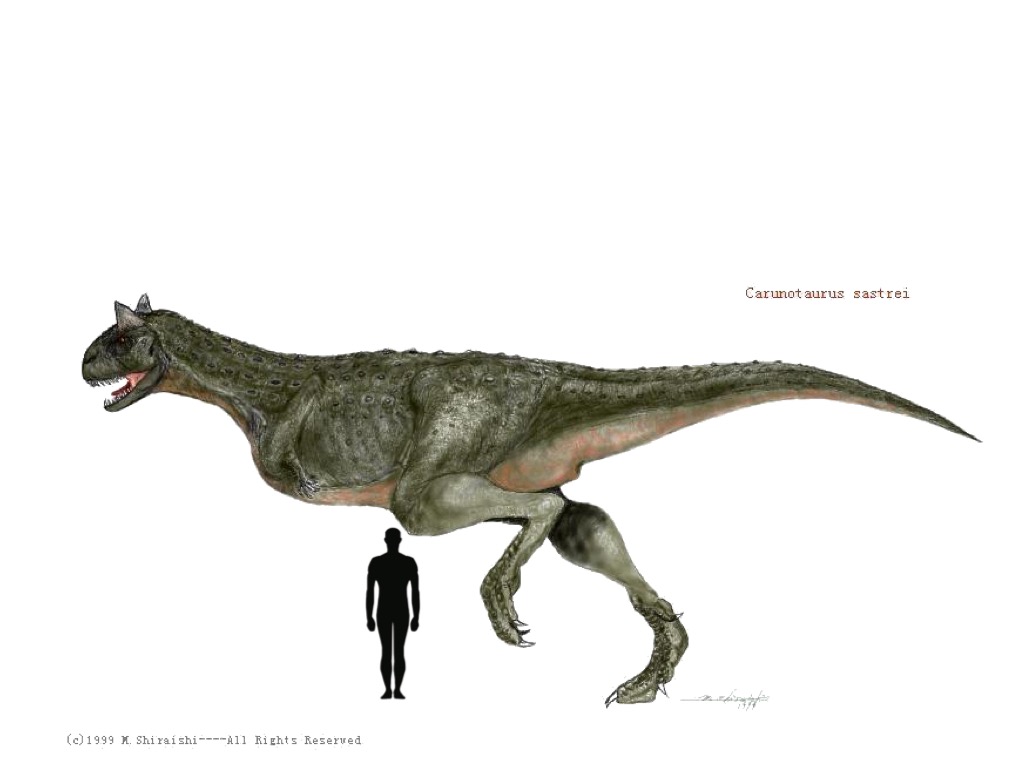 image carnotaurus size jpeg dinopedia fandom powered by wikia carnotaurus size