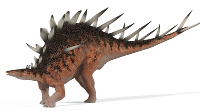 Kentrosaurus Dinopedia Fandom