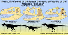 compsognathus skeleton
