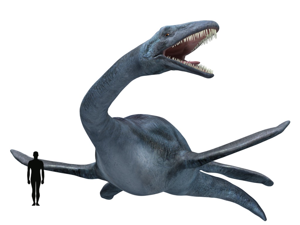 image elasmosaurus size jpeg dinopedia fandom powered by wikia elasmosaurus size