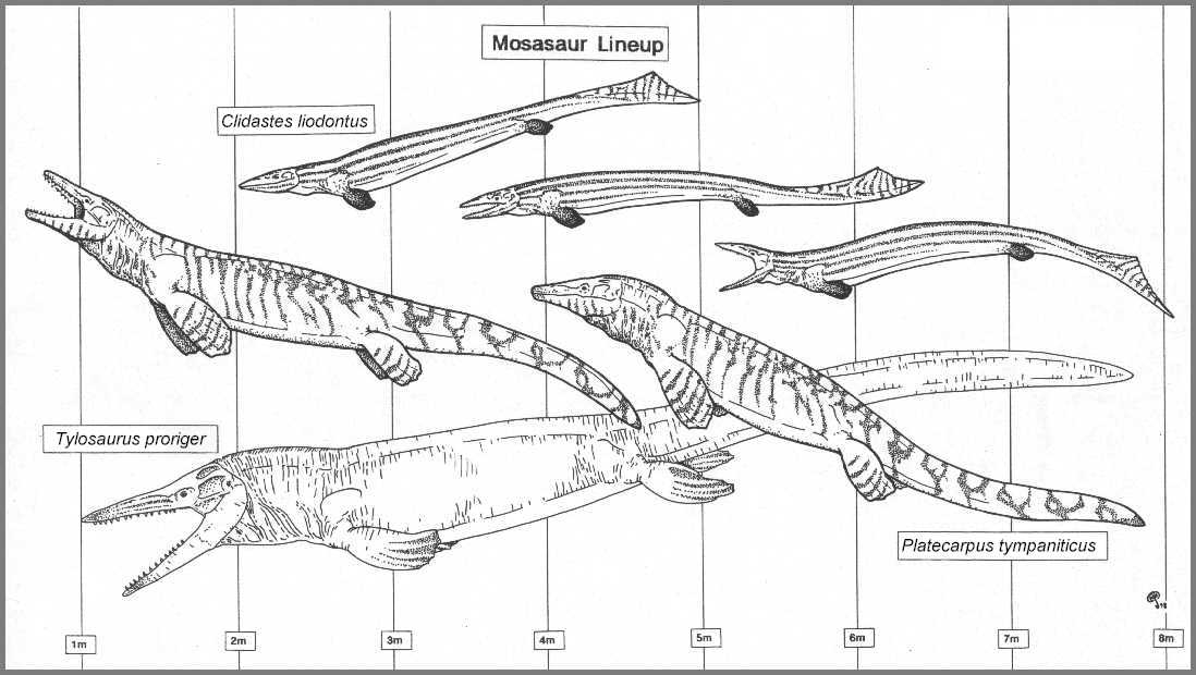 mosasaurs dinopedia fandom powered by wikia mosasaurus size