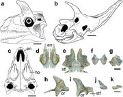 Shringasaurus skull