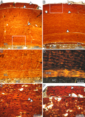 170px-Aniksosaurus histology