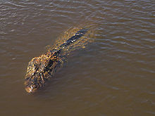 220px-Blackcaiman leofleck