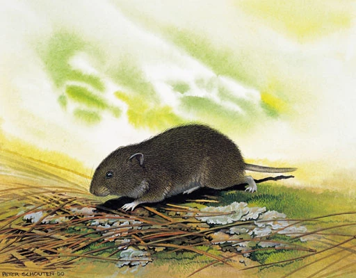 Bavarian pine vole Dinopedia FANDOM powered by Wikia
