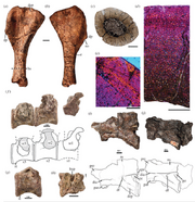 nyasasaurus parringtoni fossil