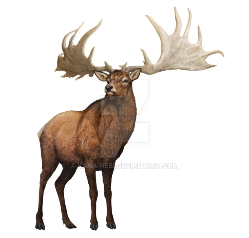 Megaloceros Dinopedia FANDOM powered by Wikia